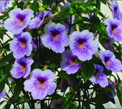 A Collection of Achimenes - Dibleys