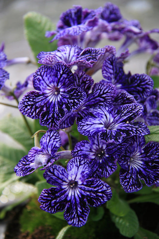 Streptocarpus Amy - Dibleys