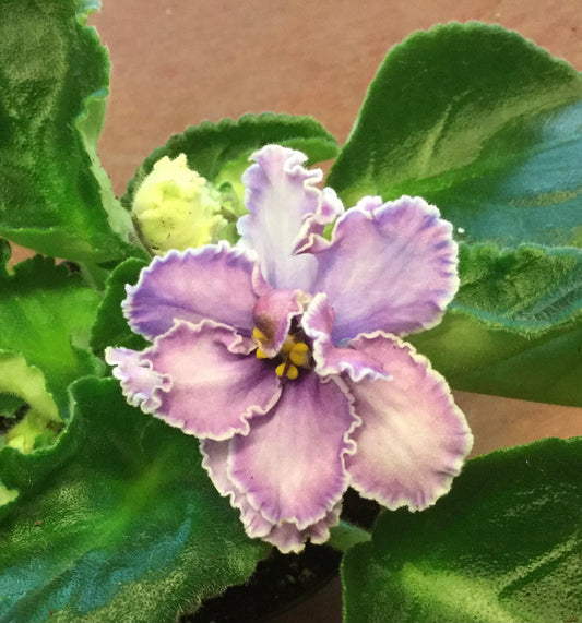 Saintpaulia Dibleys Smokey