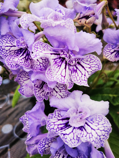 Streptocarpus Dolina