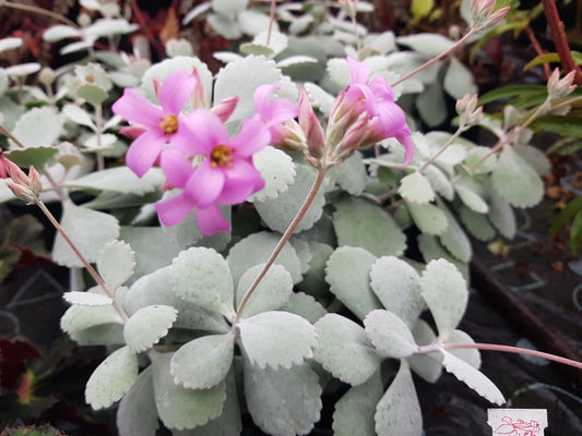 Kalanchoe pumila