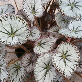 Begonia Silver Lace