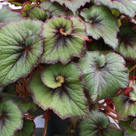Begonia Curly Fireflush