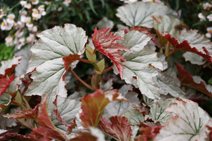 Begonia Looking Glass