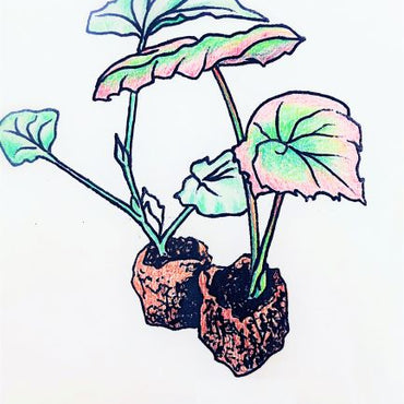 Begonia Dibleys Pink Showers
