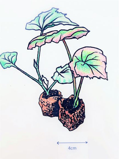 Begonia Medora [syn. albopicta alba]