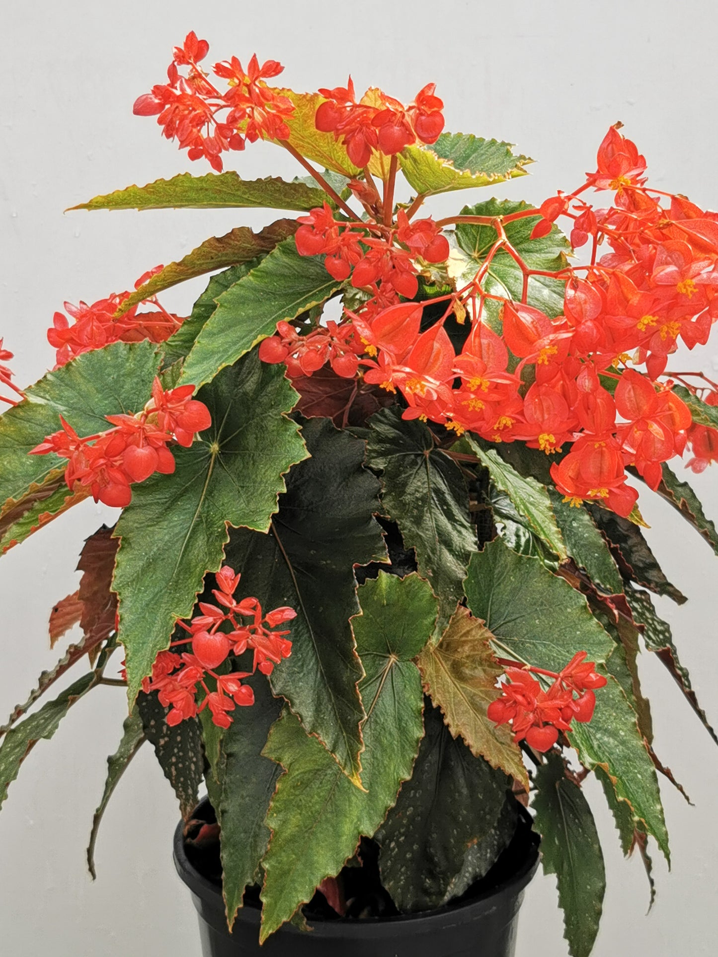 Begonia Red Ripples