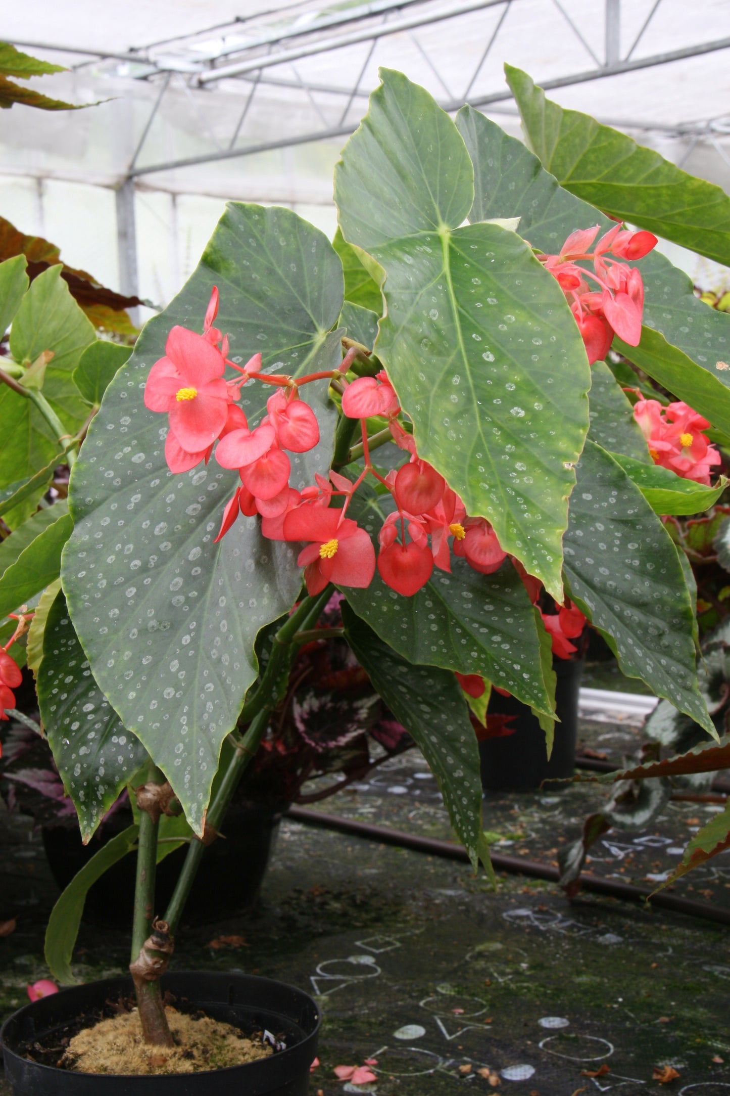 Begonia Comte de Lesseps - Dibleys