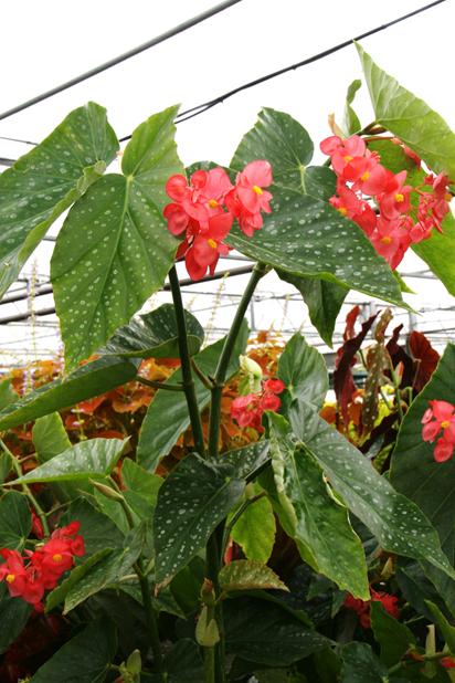 Begonia Comte de Lesseps - Dibleys