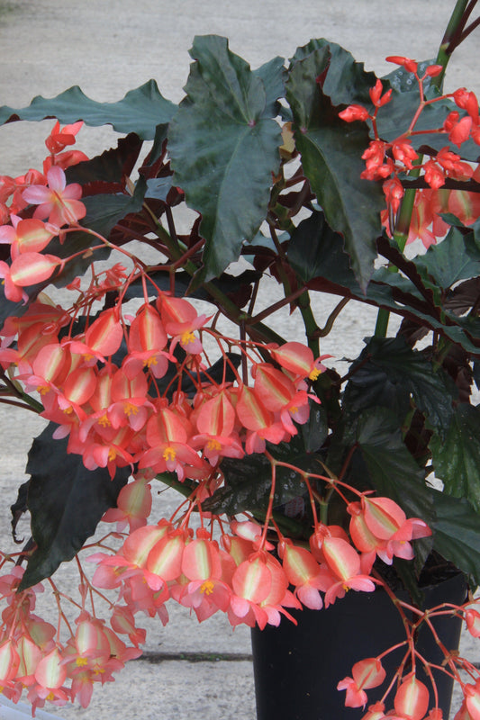 Begonia Down Home - Dibleys