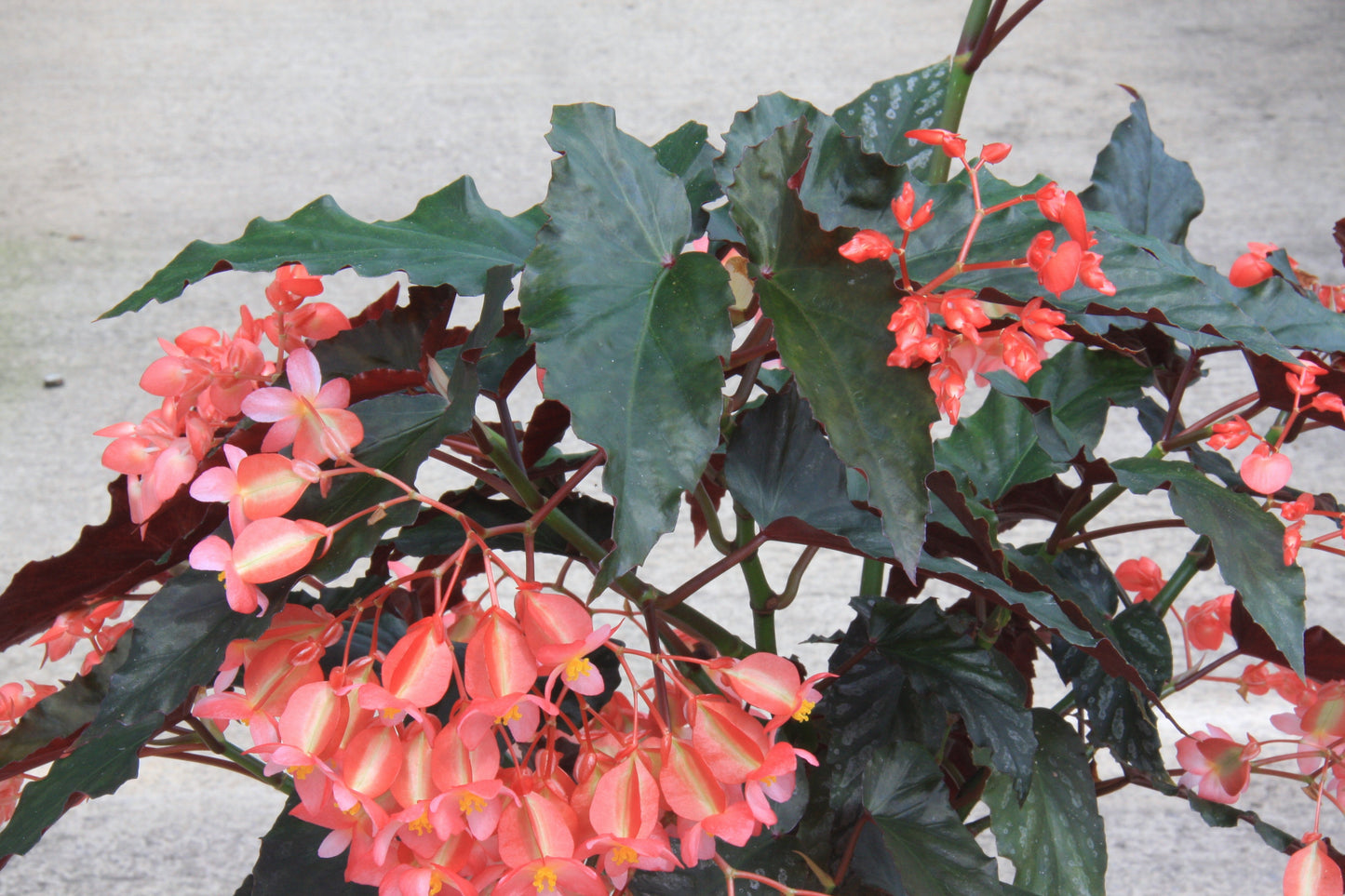 A Collection of Begonias - Dibleys