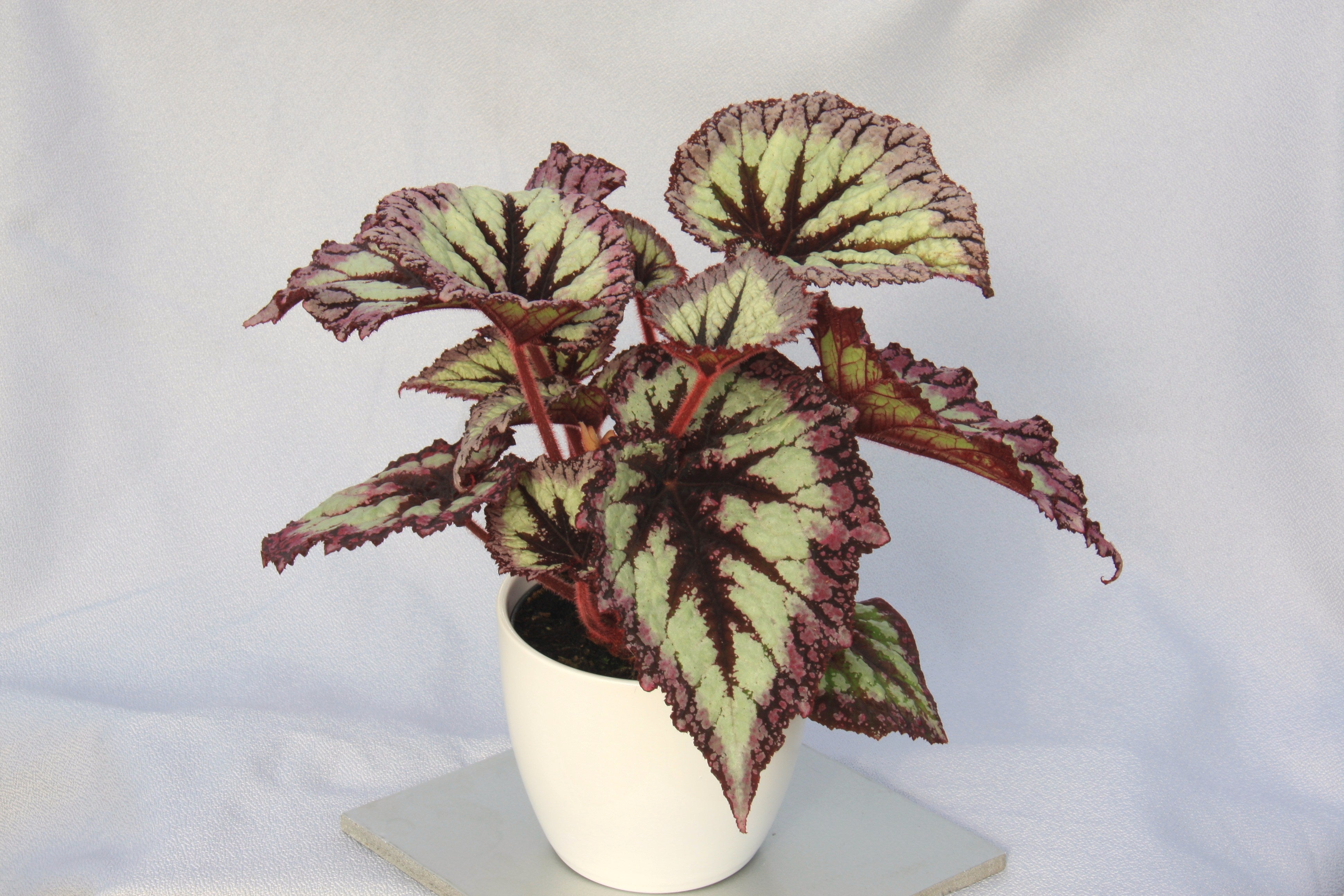 Begonia Fireworks – Dibleys