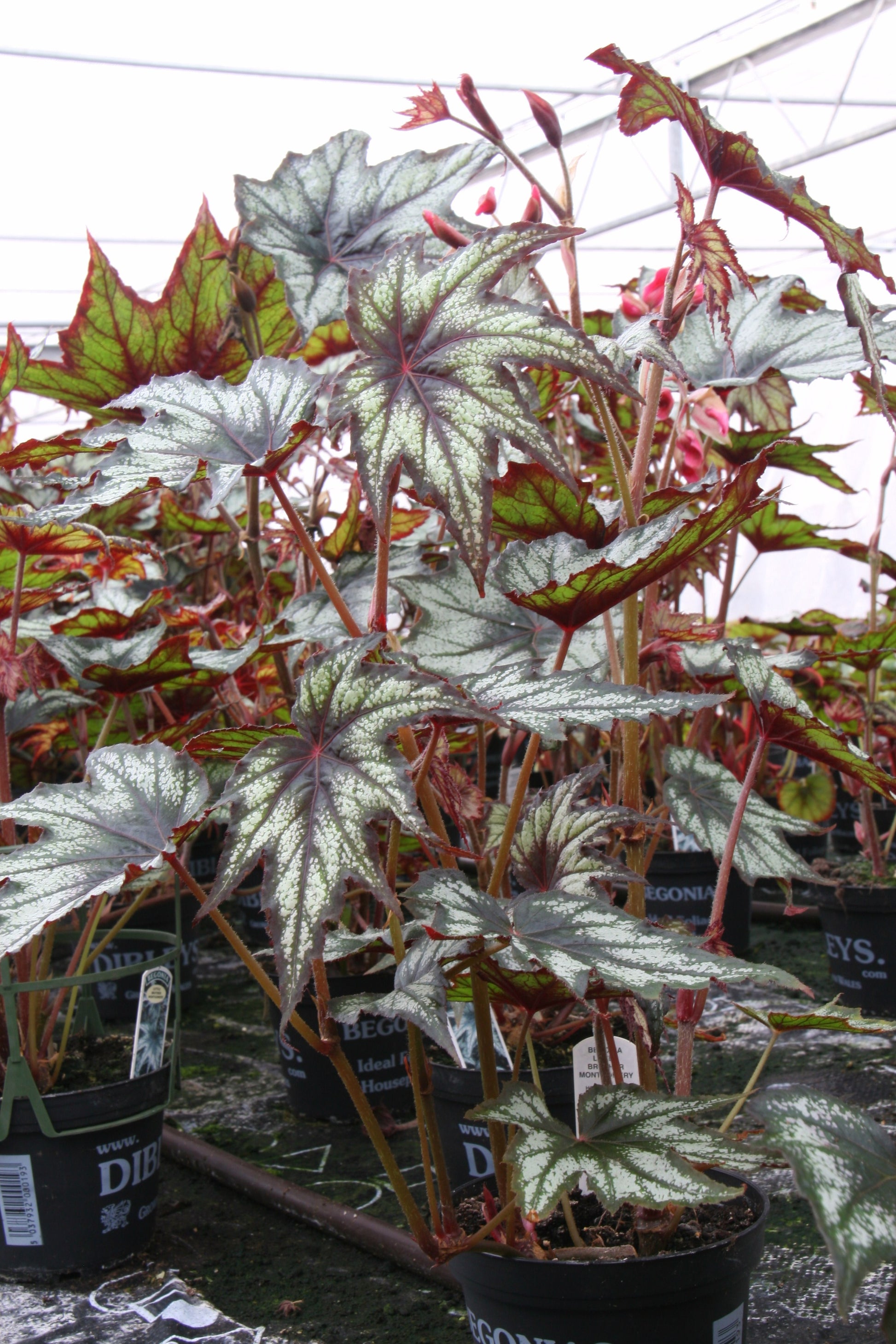 Begonia Little Brother Montgomery - Dibleys