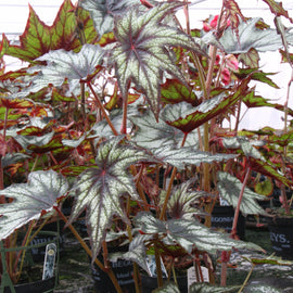 Begonia Little Brother Montgomery