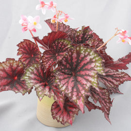 Begonia Star Bright