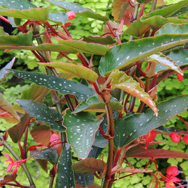 Begonia albopicta 'Rosea'