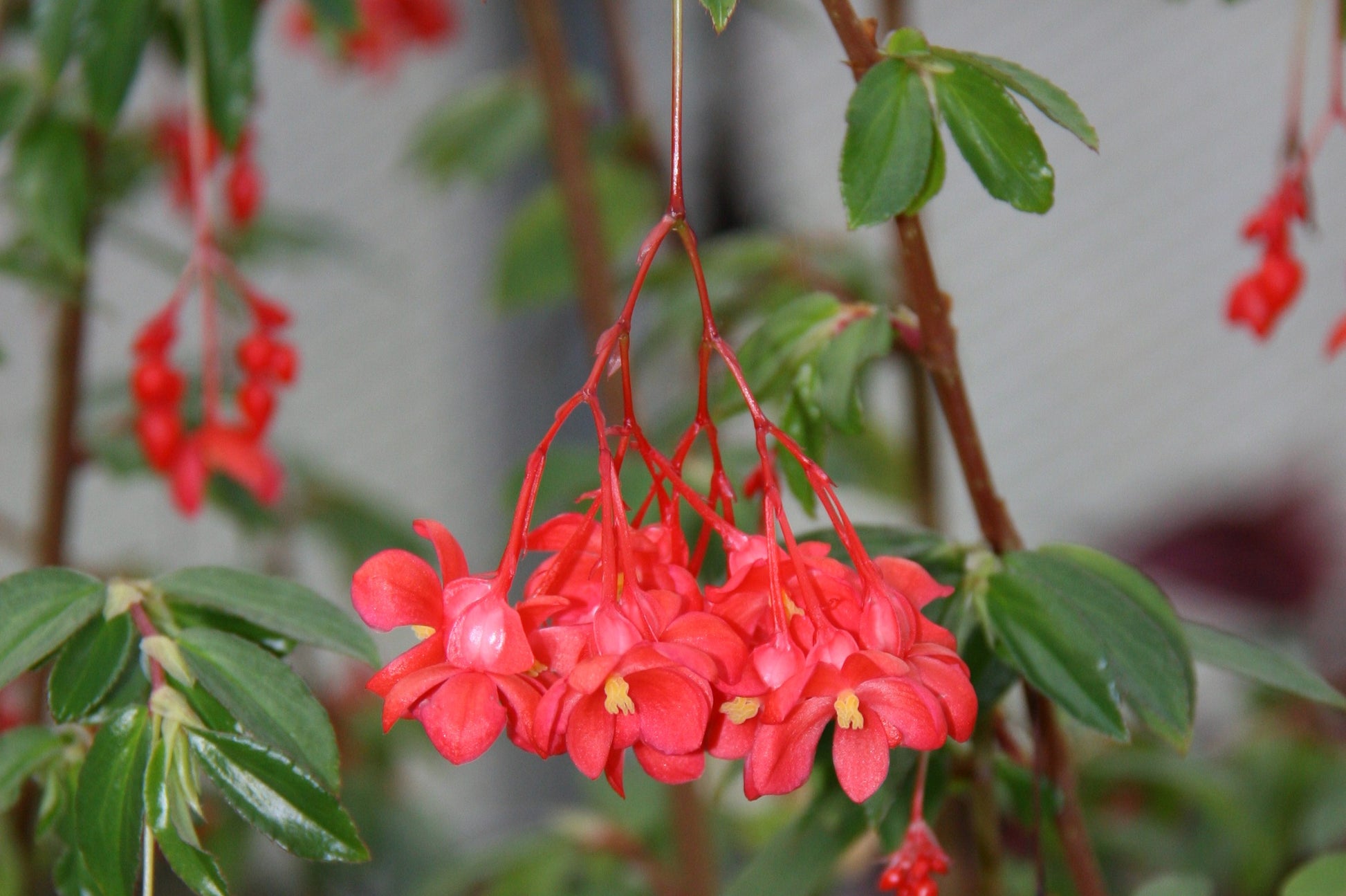 Begonia fuchsioides (red) - Dibleys