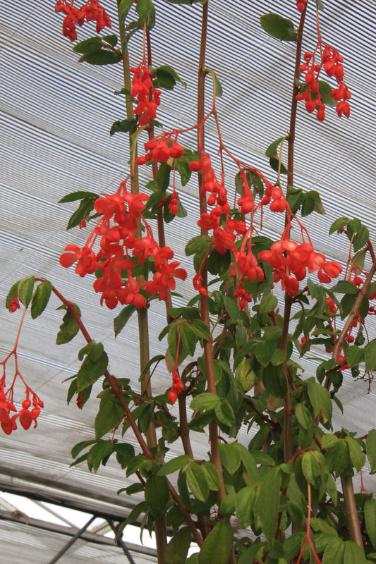 Begonia fuchsioides (red) - Dibleys