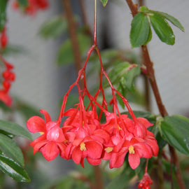 Begonia fuchsioides (red)