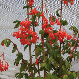 Begonia fuchsioides (red)