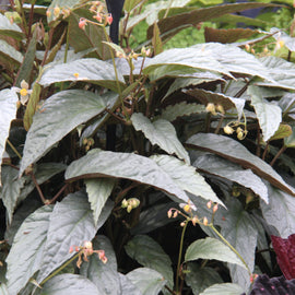 Begonia hatacoa 'Silver'
