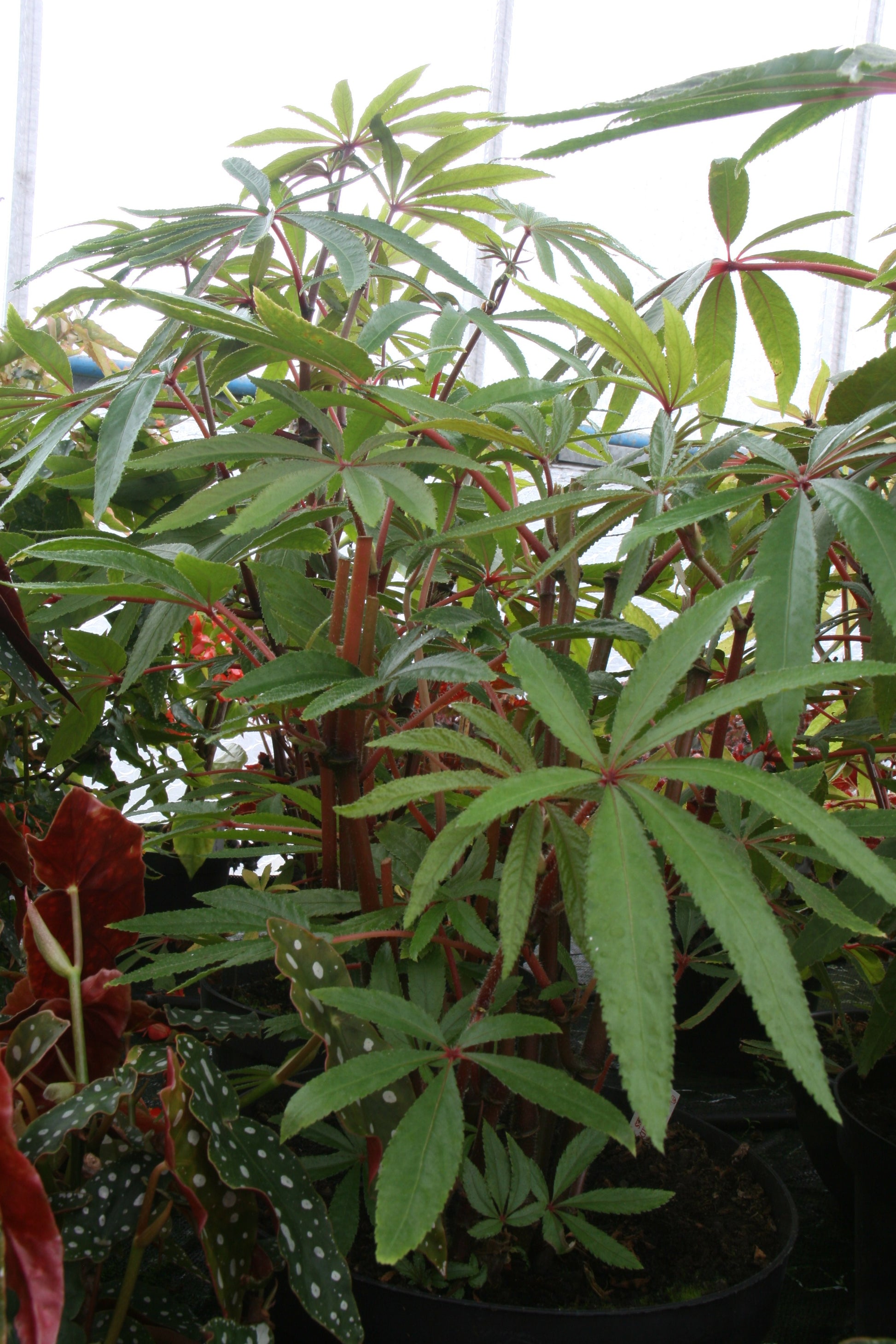 Begonia luxurians - Dibleys