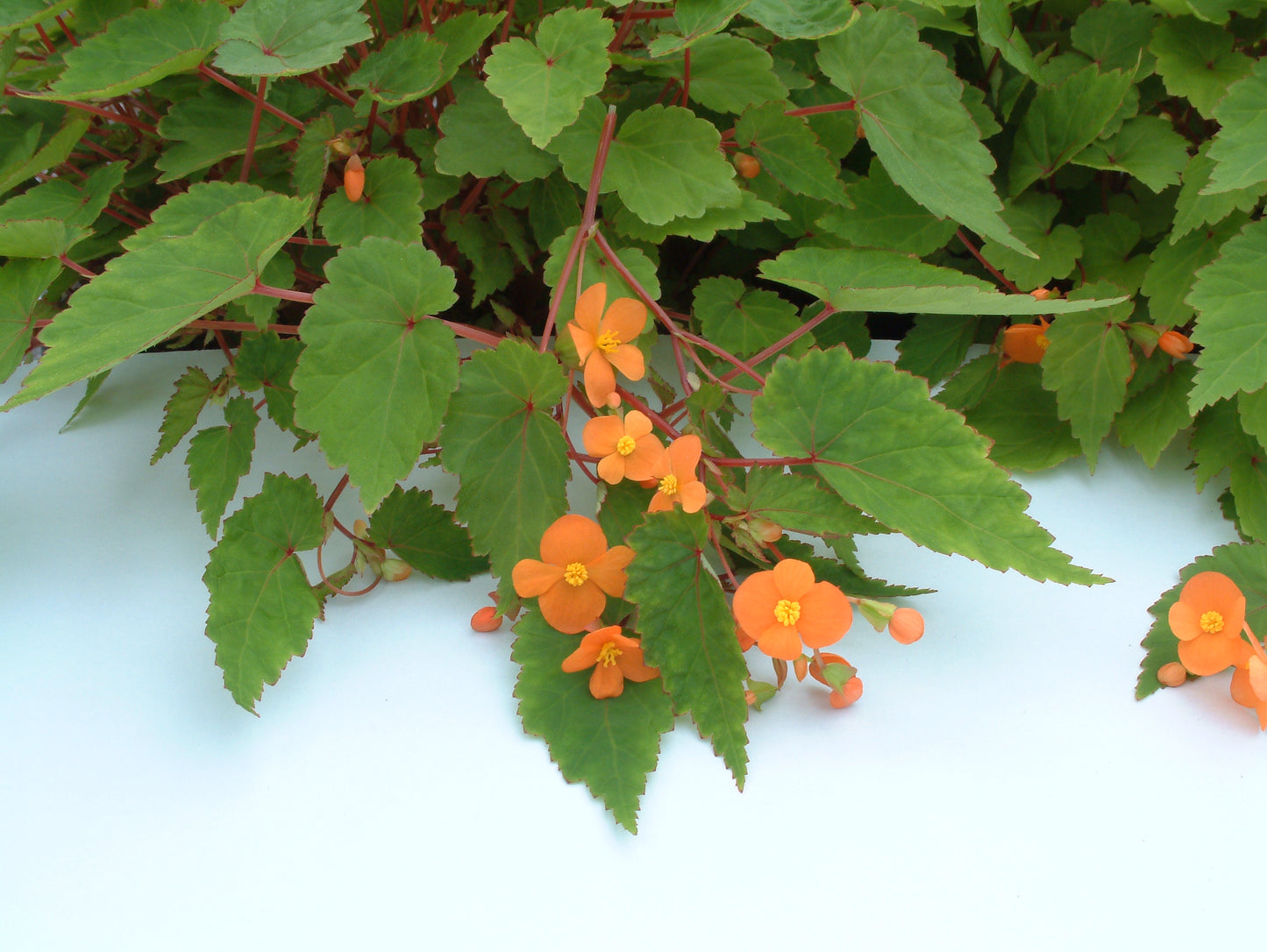 sutherlandii - Dibleys