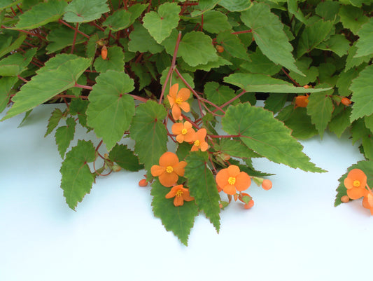 sutherlandii - Dibleys