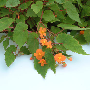 Begonia sutherlandii