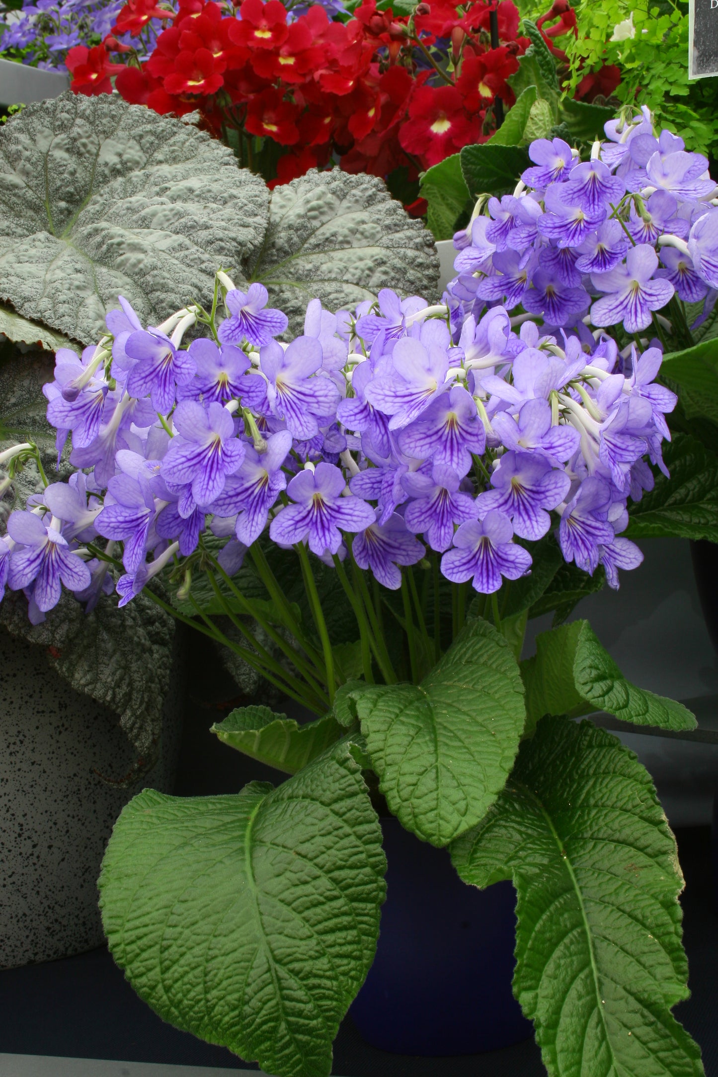 Streptocarpus Bethan - Dibleys