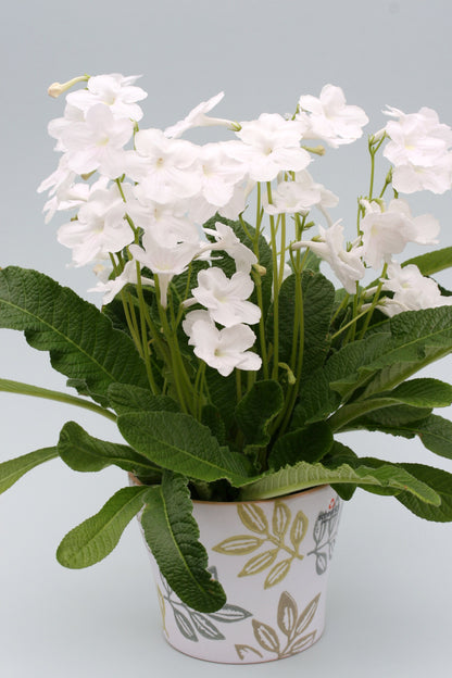 Streptocarpus Bianca - Dibleys