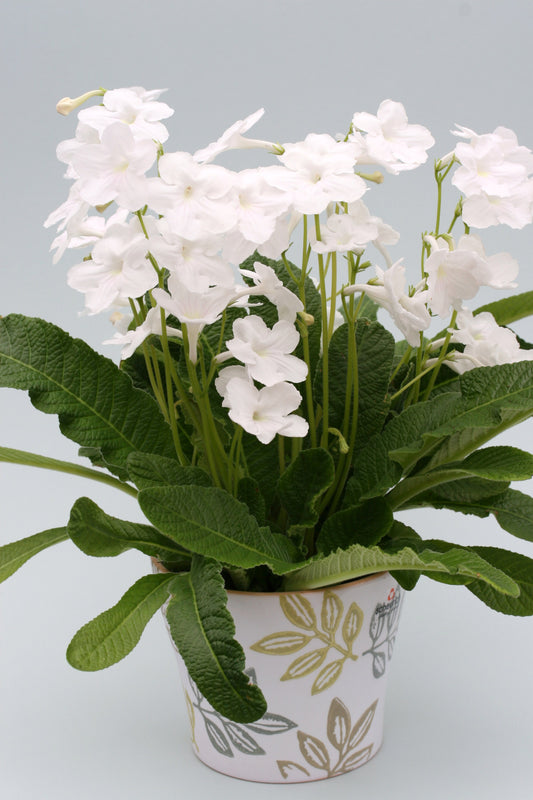 Streptocarpus Bianca - Dibleys