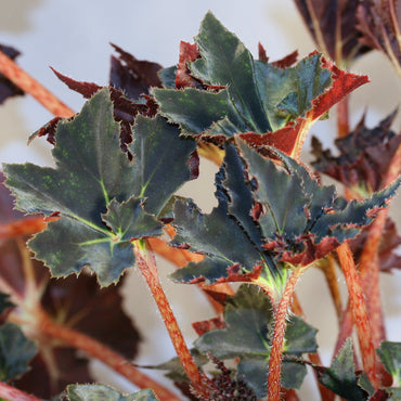 Begonia Black Fang
