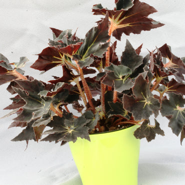 Begonia Black Fang