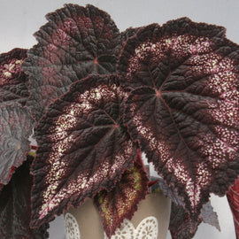 Begonia Black Knight