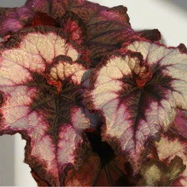Begonia Blackberry Swirl