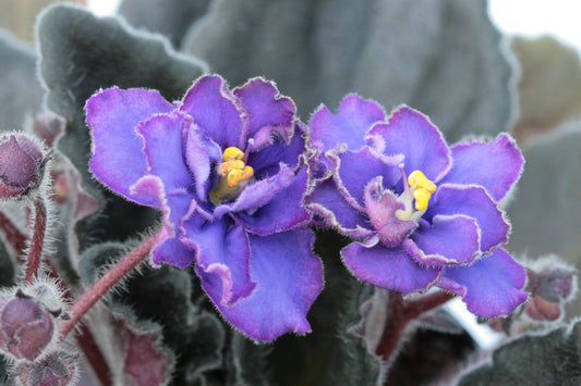 Bloomlovers Cat - Dibleys