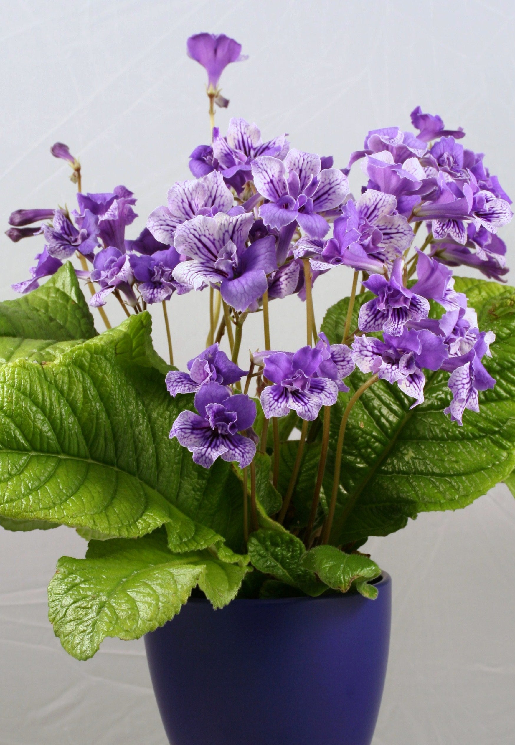 Blue Frills - Dibleys