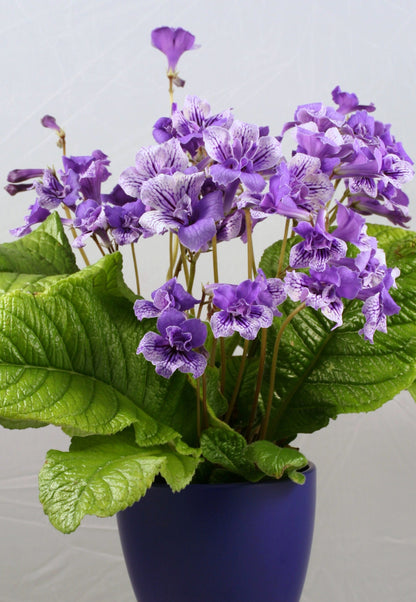 Blue Frills - Dibleys