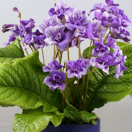 Streptocarpus Blue Frills