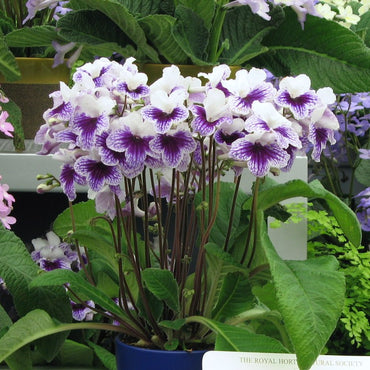 Streptocarpus Leyla [Blue Leyla]