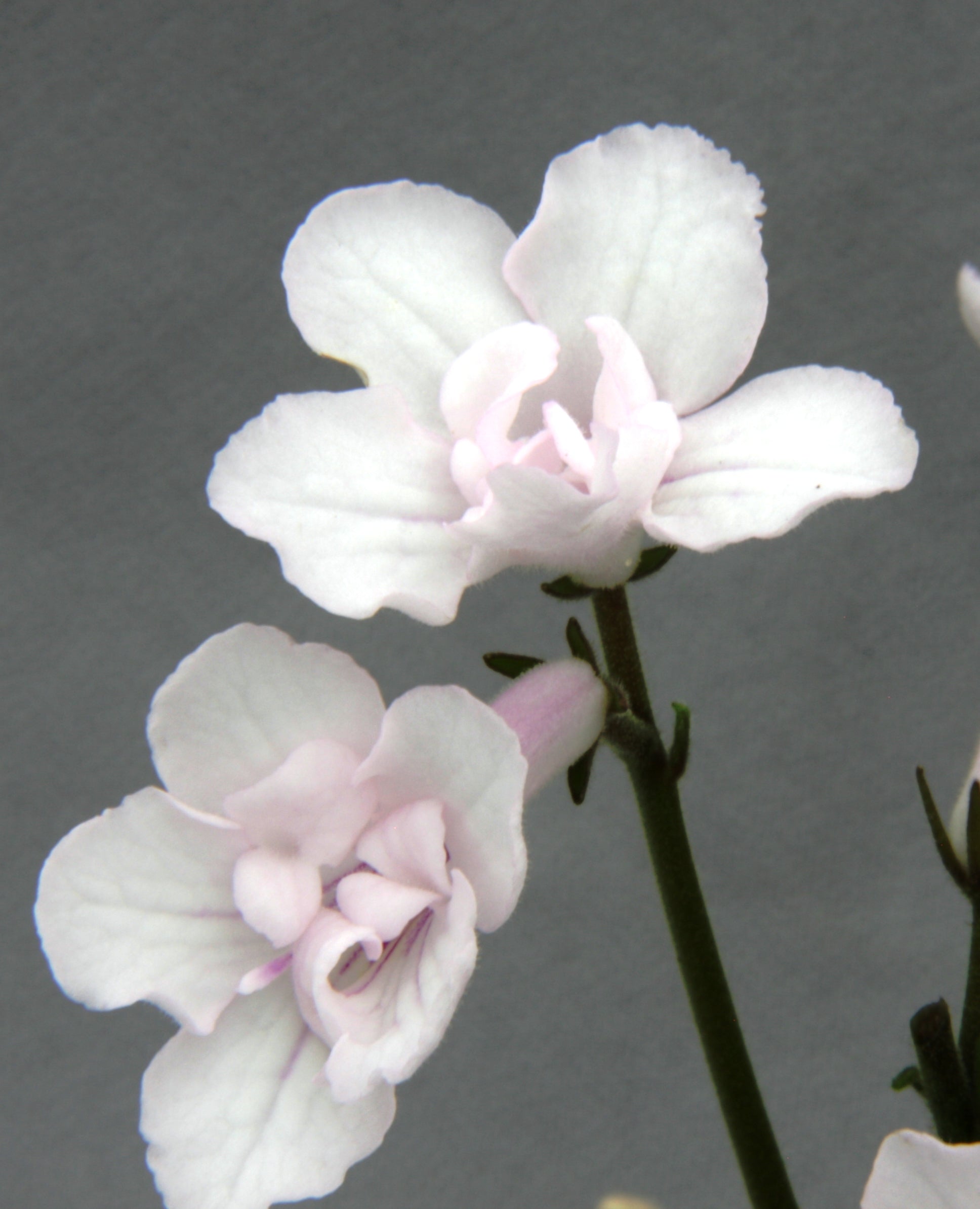 Blushing Bride - Dibleys