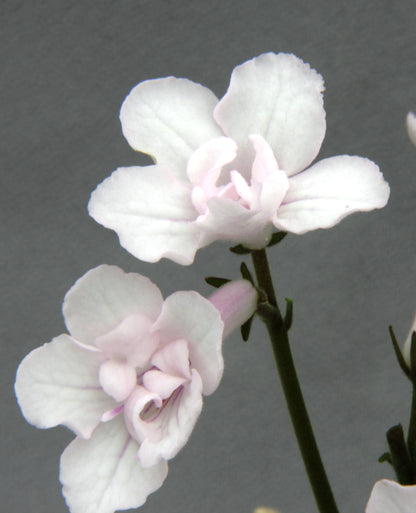Blushing Bride - Dibleys