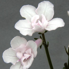Streptocarpus Blushing Bride