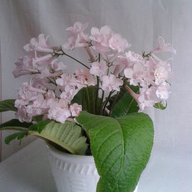 Streptocarpus Blushing Bride