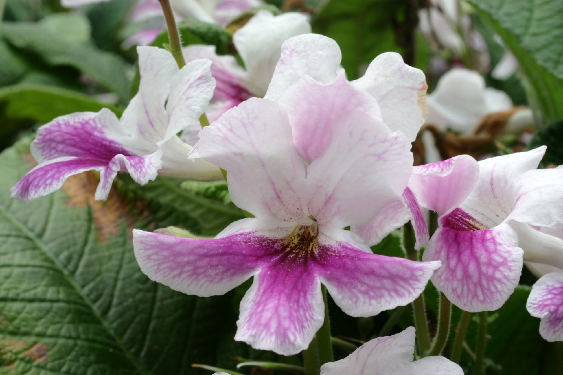 Streptocarpus Branwen - Dibleys