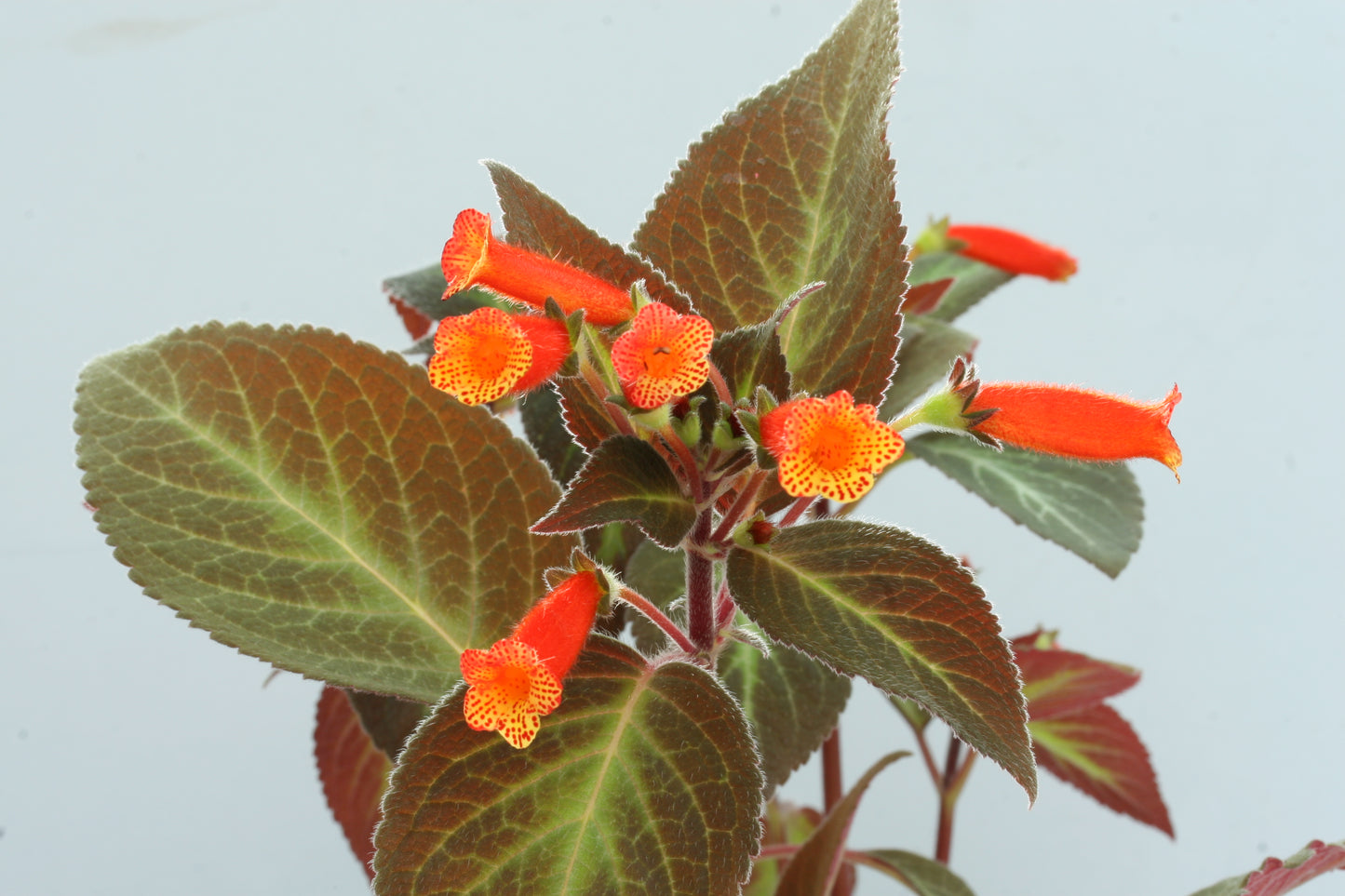 Kohleria Brazil Gem - Dibleys