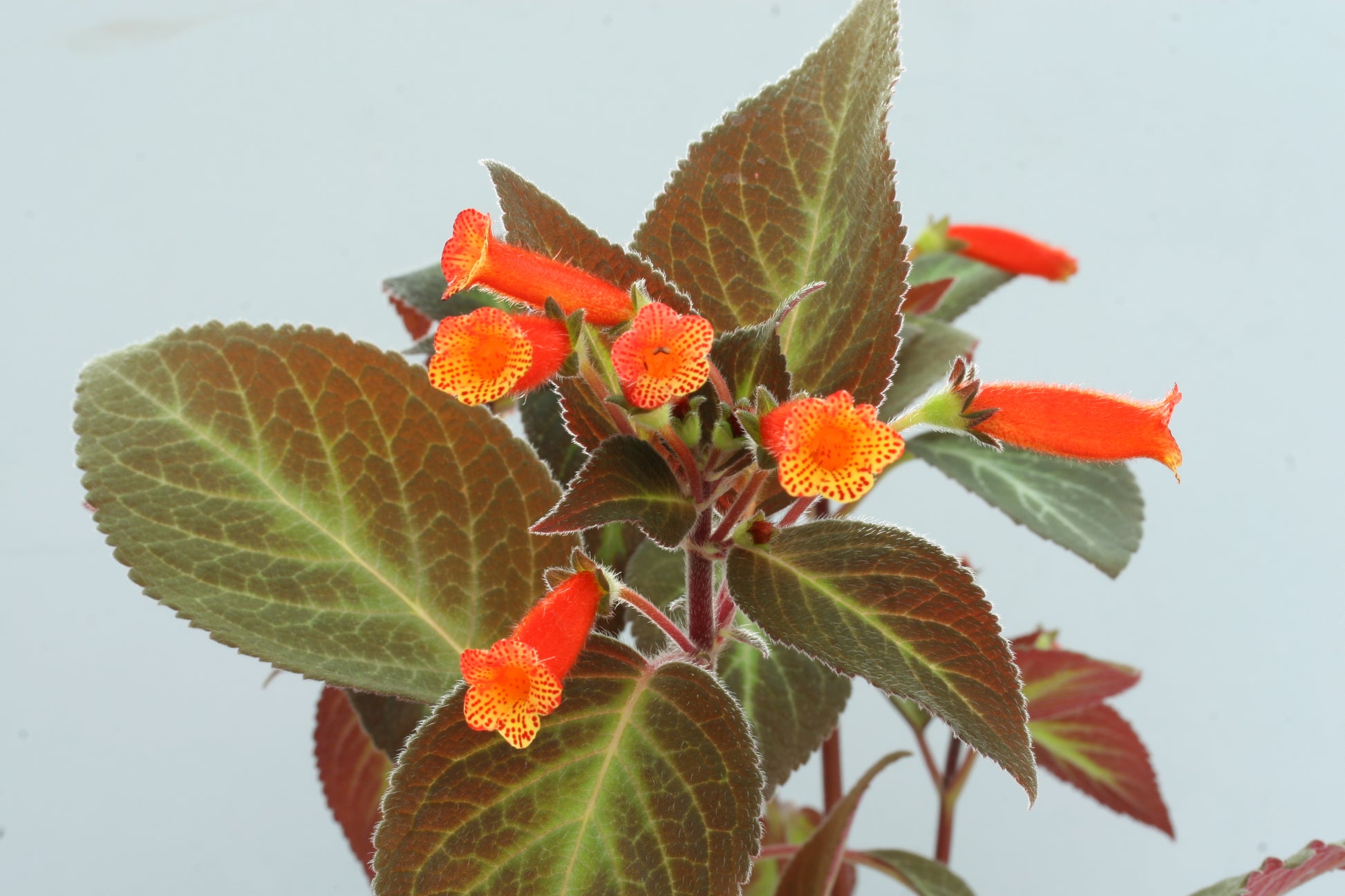 Kohleria Brazil Gem - Dibleys
