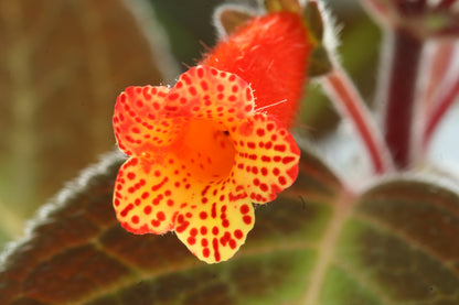 Kohleria Brazil Gem - Dibleys