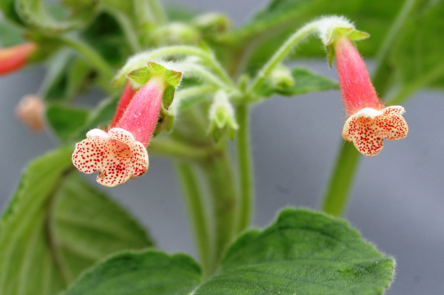 Kohleria Bristol's First Born
